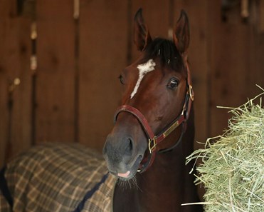Golden Tempo - Horse Profile - BloodHorse