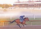 Taj Mahal, May 12 2026, Laurel Park