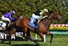 No Show Sammy Jo wins the 2026 Sheepshead Bay Stakes at Aqueduct Racetrack