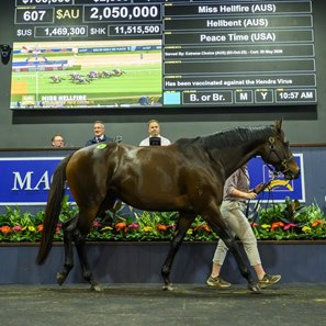Miss Hellfire, consigned as Lot 607, in the ring at the Magic Millions Gold Coast National Broodmare Sale