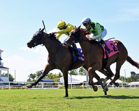 Celtic Dispute (outside) wins the Royal Palm Juvenile Stakes at Gulfstream Park