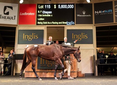 Chayan, consigned as Lot 115, in the ring at the Inglis Chairman's Sale