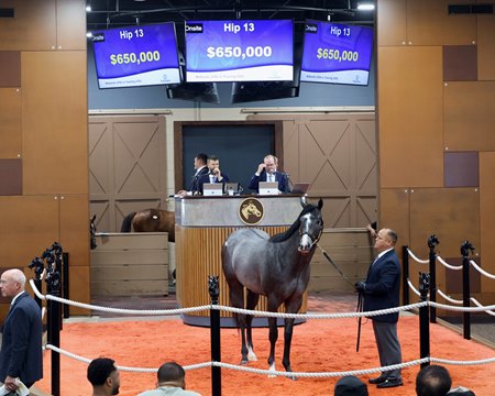 The Volatile colt Mi Explosivo, consigned as Hip 13 in the ring at the Fasig-Tipton Midlantic May Sale