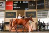 Lot 43, 2026 Inglis Australian Weanling Sale