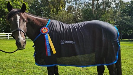 The Thoroughbred Incentive Program’s 2024 Thoroughbred of the Year Award winner Rockaway Park