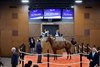 Hip 54 2026 Fasig-Tipton Midlantic Two-Year-Olds in Training Sale, Timonium Maryland.