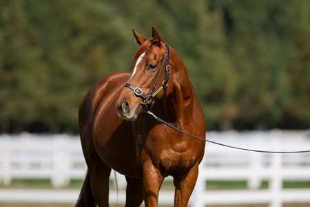 Butter Blonde consigned as Lot 333 to the Inglis Digital Australia May (Early) Online Sale