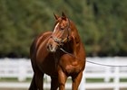Inglis Digital AUS 2026 May (Early) Online Sale, Lot 333
Butter Blonde