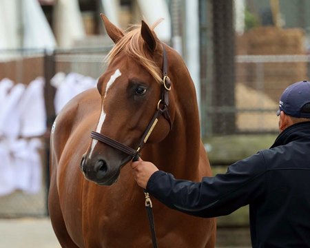 The Flightline colt, consigned as Hip 54 by Sequel, agent for Chester Broman