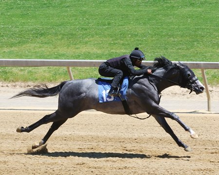 A Volatile colt, consigned as Hip 13 by Crane Thoroughbred Services, agent, at the Fasig-Tipton Midlantic May under-tack show in Maryland