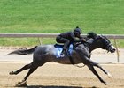 Hip 13, 2026 Fasig-Tipton Midlantic Two-Year-Olds in Training Sale, Timonium Maryland