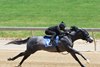 Hip 13, 2026 Fasig-Tipton Midlantic Two-Year-Olds in Training Sale, Timonium Maryland