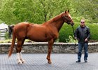 May 4 2026 Curlin at Hill 'n' Dale at Xalapa