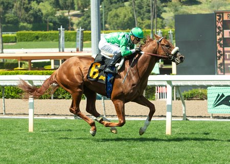 He's a Knockout wins an allowance optional claiming race at Santa Anita Park