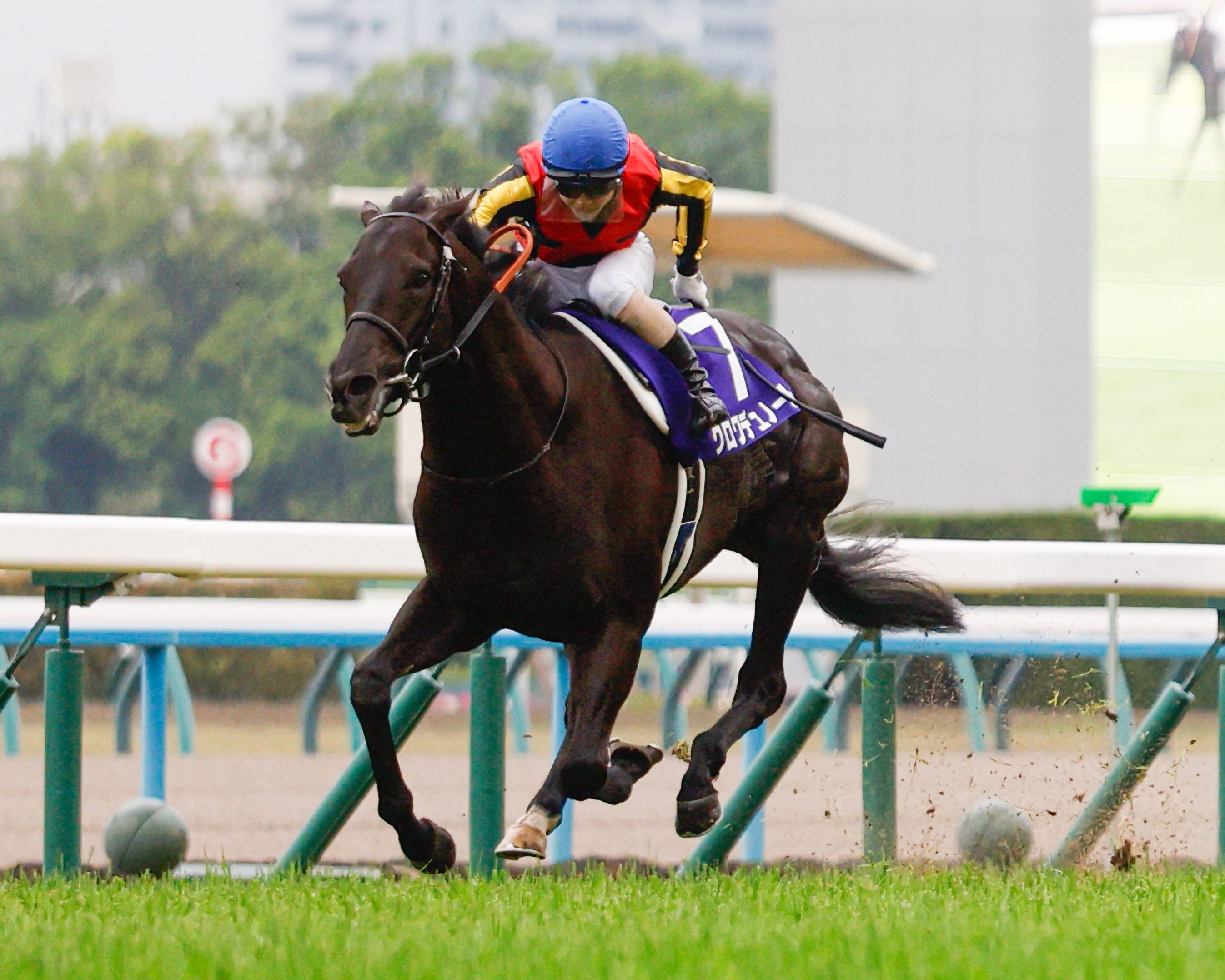 Croix du Nord (JPN) - Horse Profile - BloodHorse