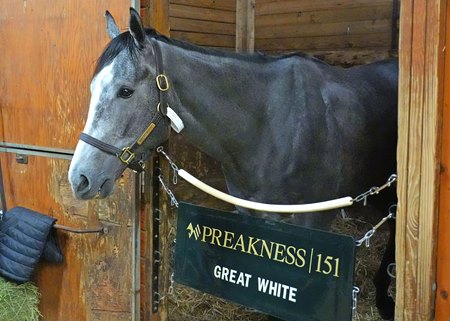 Great White at Laurel Park