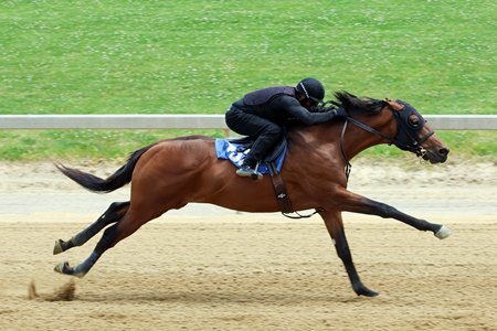 The Bolt d'Oro colt and half brother to Magnitude, consigned as Hip 452, by Randy Miles, agent, at the Fasig-Tipton Midlantic May under-tack
show in Maryland