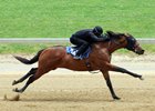 Hip 452, 2026 Fasig-Tipton Midlantic Two-Year-Olds in Training Sale, Timonium Maryland