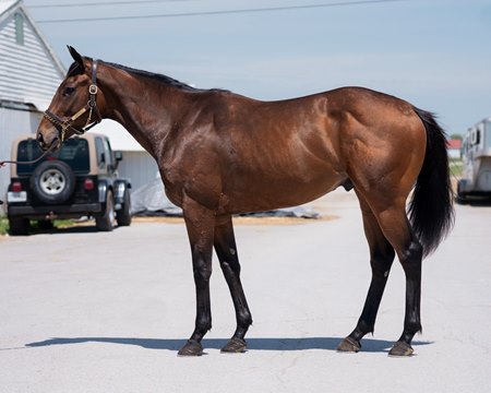 Blessed Flyer consigned as Hip 1 in the Fasig-Tipton Digital May Sale