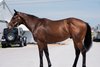 Hip 1, Blessed Flyer, 2026 Fasig-Tipton May Digital Sale