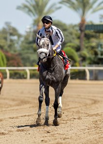 Forged Steel, shown here after winning the Hollywood Gold Cup Stakes, also wins the Goodwood Stakes to stay unbeaten at Santa Anita Park
