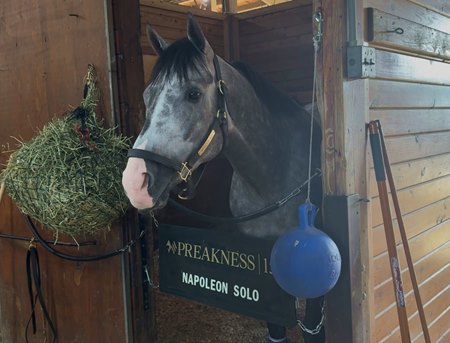 Napoleon Solo the morning after his Preakness Stakes win at Laurel Park