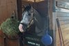 Napoleon Solo at Laurel Park the Morning After his Preakness Stakes Win