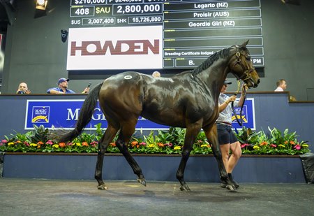 Legarto, consigned as Lot 408, in the ring at the Gold Coast National Broodmare Sale