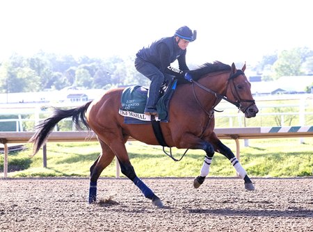 Taj Mahal trains for the Preakness Stakes at Laurel Park
