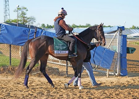 Ocelli trains at Laurel Park