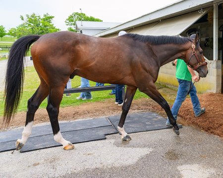 Golden Tempo at Keeneland