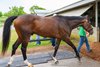 Golden Tempo walking into the barn. Keeneland media opportunity with Cherie DeVaux and Kentucky Derby (G1) winner Golden Tempo. on May 5, 2026. 
