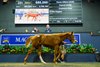 Lot 251, 2026 Magic Millions Gold Coast National Weanling Sale