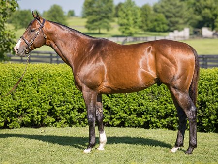 Highly Motivated at Airdrie Stud