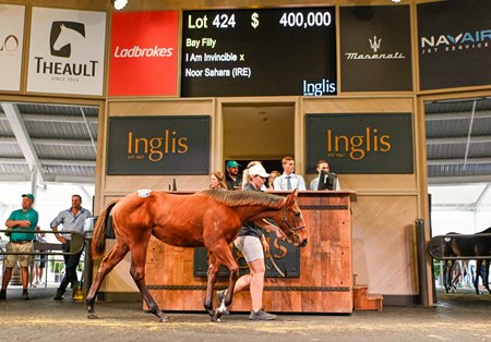 The I Am Invincible filly consigned as Lot 424 in the ring at the Inglis Australian Weanling Sale