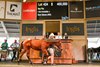 2026 Inglis Australian Weanling Sale, Lot 424