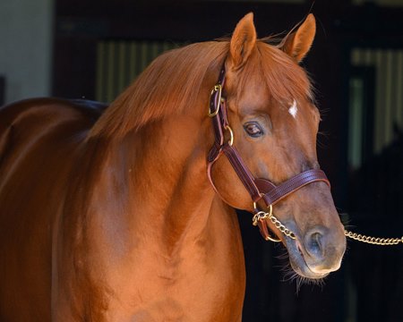 Gun Runner