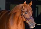 Gun Runner, sire of Kentucky Oaks (G1) winner Always a Runner, at Three Chimeys Farm near Midway, Ky.
