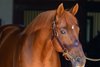Gun Runner, sire of Kentucky Oaks (G1) winner Always a Runner, at Three Chimeys Farm near Midway, Ky.

