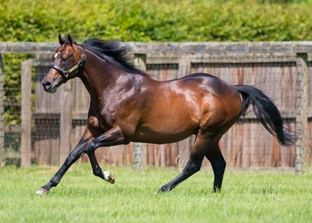 Oasis Dream at Juddmonte's Banstead Manor Stud