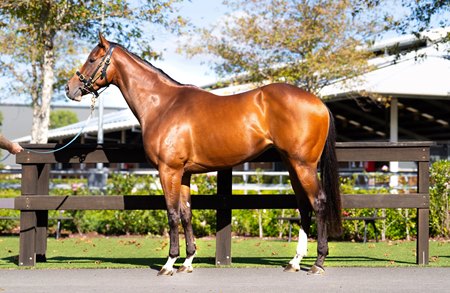 Fiorenza, a daughter of Kingman, consigned as Lot 120 to the Inglis Digital May (Late) Online Sale