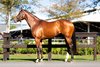2026 Inglis Digital AUS May (Late) Online Sale, Lot 120
Fiorenza