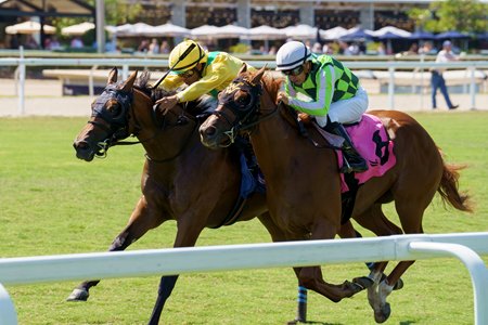 Celtic Dispute (outside) wins the Royal Palm Juvenile Stakes at Gulfstream Park