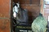 Napoleon Solo arrives at Pimlico on Sunday, May 10, 2026 ahead of the Preakness Stakes