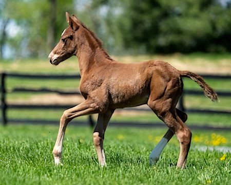 One of the first foals by Rich Strike born April 27 in New York. This filly is out of the Kitten's Joy mare Dee Dee B.