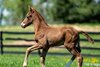 Rich Strike’s first foal, a filly out of the winning Kitten’s Joy mare Dee Dee B, this week at Irish Hill Century Farm in Stillwater, N.Y.