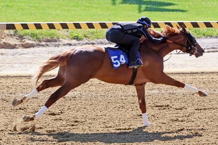 The Flightline colt, consigned as Hip 54 by Sequel, agent for Chester Broman, works during the Fasig-Tipton Midlantic under-tack show