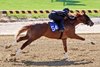 Hip 54, 2026 Fasig-Tipton Midlantic Two-Year-Olds in Training Sale, Timonium Maryland.