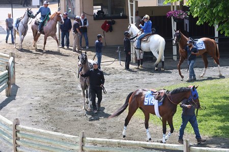 Horses on display ahead of the Fasig-Tipton Midlantic Sal