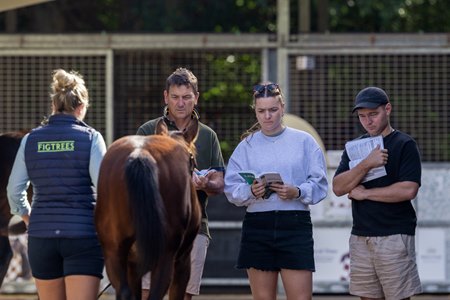 A weanling is inspected at the Magic Millions National Weanling Sale